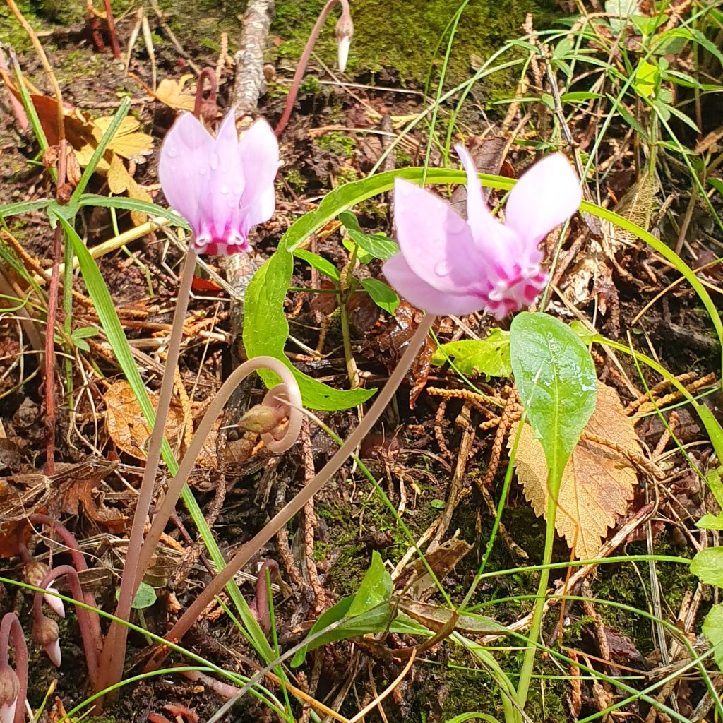 Cyclamen de Naples