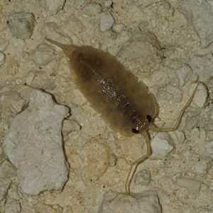 Ligie Océanique (Ligia oceanica)